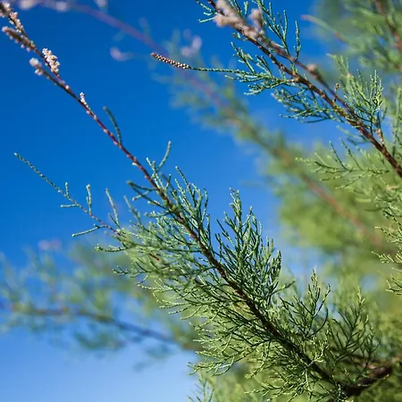 Ocean Breeze Bed & Breakfast Cais do Mourato